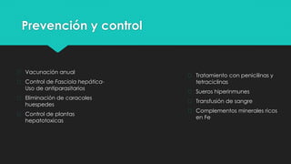 Prevención y control
� Tratamiento con penicilinas y
tetraciclinas
� Sueros hiperinmunes
� Transfusión de sangre
� Complementos minerales ricos
en Fe
� Vacunación anual
� Control de Fasciola hepática-
Uso de antiparasitarios
� Eliminación de caracoles
huespedes
� Control de plantas
hepatotoxicas
 
