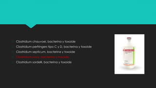� Clostridium chauvoei, bacterina y toxoide
� Clostridium perfringers tipo C y D, bacterina y toxoide
� Clostridium septicum, bacterina y toxoide
� Clostridium novy, bacterina y toxoide
� Clostridium sordelli, bacterina y toxoide
 