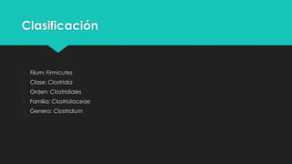Clasificación
� Filum: Firmicutes
� Clase: Clostridia
� Orden: Clostridiales
� Familia: Clostridiaceae
� Genero: Clostridium
 