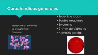 Características generales
� Bacilos Gram (+) anaerobios
� Espora subterminal
� Flagelados
• Superficie rugosa
• Bordes irregulares
• Swarming
• 2-4mm de diámetro
• Hemolisis parcial
 