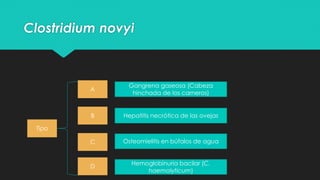 Clostridium novyi
Tipo
C
B
A
Hepatitis necrótica de las ovejas
Gangrena gaseosa (Cabeza
hinchada de los carneros)
Osteomielitis en búfalos de agua
D Hemoglobinuria bacilar (C.
haemolyticum)
 