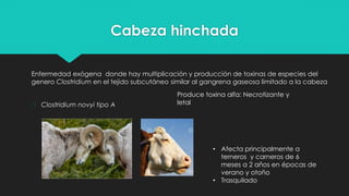 Cabeza hinchada
Enfermedad exógena donde hay multiplicación y producción de toxinas de especies del
genero Clostridium en el tejido subcutáneo similar al gangrena gaseosa limitado a la cabeza
� Clostridium novyi tipo A
• Afecta principalmente a
terneros y carneros de 6
meses a 2 años en épocas de
verano y otoño
• Trasquilado
Produce toxina alfa: Necrotizante y
letal
 