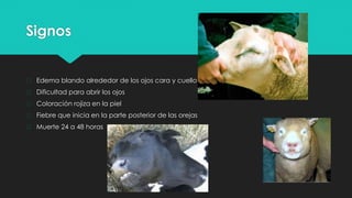 Signos
� Edema blando alrededor de los ojos cara y cuello
� Dificultad para abrir los ojos
� Coloración rojiza en la piel
� Fiebre que inicia en la parte posterior de las orejas
� Muerte 24 a 48 horas
 