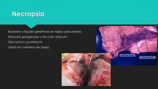 Necropsia
� Exudado o liquido gelatinoso en tejido subcutáneo
� Músculos gangrenoso y de color obscuro
� Olor rancio y putrefacto
� Lesión en colmena de abeja
 