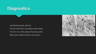 Diagnostico
� Manifestaciones clínicas
� Tinción de Gram de tejidos afectados
� Tinción con anticuerpos fluorescentes
� Elisa para determinación de toxina
 