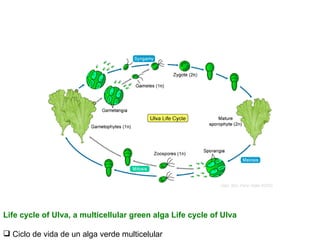 Life cycle of Ulva, a multicellular green alga Life cycle of Ulva Ciclo de vida de un alga verde multicelular           