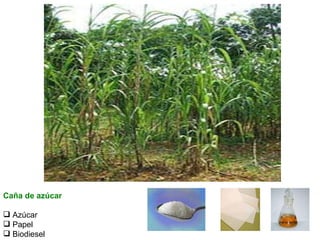 Caña de azúcar Azúcar Papel Biodiesel 