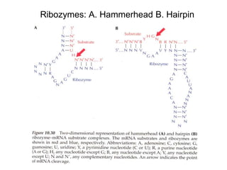 Ribozymes: A. Hammerhead B. Hairpin
 