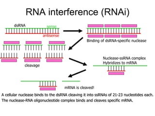 RNA interference (RNAi)
A cellular nuclease binds to the dsRNA cleaving it into ssRNAs of 21-23 nucleotides each.
The nuclease-RNA oligonucleotide complex binds and cleaves specific mRNA.
dsRNA
Binding of dsRNA-specific nuclease
cleavage
mRNA is cleaved!
Nuclease-ssRNA complex
Hybridizes to mRNA
sense
antisense
 
