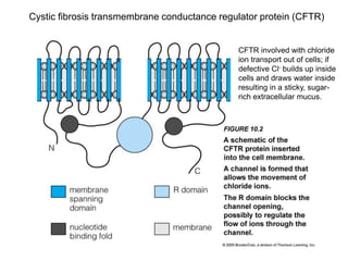 Cystic fibrosis transmembrane conductance regulator protein (CFTR)
CFTR involved with chloride
ion transport out of cells; if
defective Cl- builds up inside
cells and draws water inside
resulting in a sticky, sugar-
rich extracellular mucus.
 