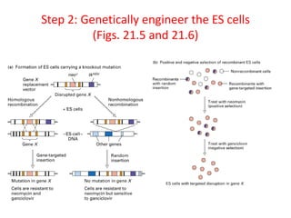 PBIO4500 Animal Genetic Engineering.ppt