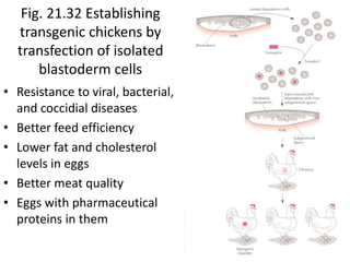 PBIO4500 Animal Genetic Engineering.ppt