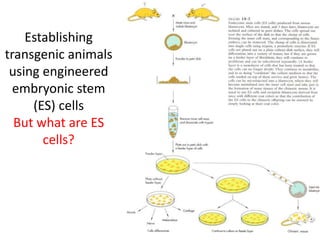 PBIO4500 Animal Genetic Engineering.ppt