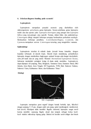 6. Jelaskan diagnosa banding pada scenario!
Leptospirosis
Leptospirosis merupakan penyakit zoonosis yang disebabkan oleh
mikroorganisme spirochaeta, genus leptospira. Secara sederhana, genus leptospira
terdiri atas dua spesies yaitu Leptospira interrogans yang patogen dan Leptospira
biflexa yang non-patogen atau saprofit. Namun, dalam klinis dan epidemiologi,
L.interrogans dibagi menjadi beberapa serogrup berdasarkan perbedaan serologis.
Berdasarkan beberapa penelitian, L.icterohaemorrhagica, L.canicola, dan
L.pomona merupakan serovar L.interrogans tersering yang menginfeksi manusia.
Epidemiologi
Leptospirosis tersebar di seluruh dunia ,kecuali benua Antartika, dengan
kejadian terbanyak di daerah tropis. Daerah tropis mendukung pertumbuhan
leptospira dengan memberikan lingkungan optimal berupa suhu hangat dan lembab,
serta pH tanah dan air yang netral. Menurut International Leptospirosis Society,
Indonesia menduduki peringkat ketiga di dunia untuk mortalitas. Leptospirosis
dapat dijumpai di Lampung, Riau, Bengkulu, Sumatera Utara, Sumatera Barat, DKI
Jakarta, Jawa Barat, Jawa Tengah, DI Yogyakarta, NTB, Bali, Sulawesi Selatan,
Sulawesi Utara, Kalimantan Barat, dan Kalimantan Timur.1
Etiologi
Gb 1: Leptospira
Leptospira merupakan gram negatif dengan bentuk berbelit, tipis, fleksibel
dengan panjang 5–15 µm, dengan salah satu ujung spiral membengkok membentuk
kait (hook). Meskipun tidak memiliki flagella eskternal, leptospira sangat motil
karena memiliki sepasang flagela aksial dan tampak sebagai kokus kecil-
kecil melalui mikroskop lapang gelap. Bakteri ini bersifat aerob obligat dan butuh
 