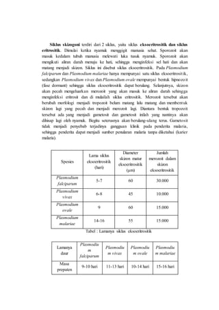 Siklus skizogoni terdiri dari 2 siklus, yaitu siklus eksoeritrositik dan siklus
eritrositik. Dimulai ketika nyamuk menggigit manusia sehat. Sporozoit akan
masuk kedalam tubuh manusia melewati luka tusuk nyamuk. Sporozoit akan
mengikuti aliran darah menuju ke hati, sehingga menginfeksi sel hati dan akan
matang menjadi skizon. Siklus ini disebut siklus eksoeritrositik. Pada Plasmodium
falciparum dan Plasmodium malariae hanya mempunyai satu siklus eksoeritrositik,
sedangkan Plasmodium vivax dan Plasmodium ovale mempunyai bentuk hipnozoit
(fase dormant) sehingga siklus eksoeritrositik dapat berulang. Selanjutnya, skizon
akan pecah mengeluarkan merozoit yang akan masuk ke aliran darah sehingga
menginfeksi eritrosit dan di mulailah siklus eritrositik. Merozoit tersebut akan
berubah morfologi menjadi tropozoit belum matang lalu matang dan membentuk
skizon lagi yang pecah dan menjadi merozoit lagi. Diantara bentuk tropozoit
tersebut ada yang menjadi gametosit dan gametosit inilah yang nantinya akan
dihisap lagi oleh nyamuk. Begitu seterusnya akan berulang-ulang terus. Gametosit
tidak menjadi penyebab terjadinya gangguan klinik pada penderita malaria,
sehingga penderita dapat menjadi sumber penularan malaria tanpa diketahui (karier
malaria).
Spesies
Lama siklus
eksoeritrositik
(hari)
Diameter
skizon matur
eksoeritrositik
(μm)
Jumlah
merozoit dalam
skizon
eksoeritrositik
Plasmodium
falciparum
5-7 60 30.000
Plasmodium
vivax
6-8 45 10.000
Plasmodium
ovale
9 60 15.000
Plasmodium
malariae
14-16 55 15.000
Tabel : Lamanya siklus eksoeritrositik
Lamanya
daur
Plasmodiu
m
falciparum
Plasmodiu
m vivax
Plasmodiu
m ovale
Plasmodiu
m malariae
Masa
prepaten
9-10 hari 11-13 hari 10-14 hari 15-16 hari
 