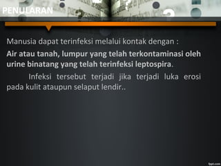 PENULARAN
Manusia dapat terinfeksi melalui kontak dengan :
Air atau tanah, lumpur yang telah terkontaminasi oleh
urine binatang yang telah terinfeksi leptospira.
Infeksi tersebut terjadi jika terjadi luka erosi
pada kulit ataupun selaput lendir..
 