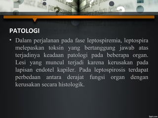 PATOLOGI
• Dalam perjalanan pada fase leptospiremia, leptospira
melepaskan toksin yang bertanggung jawab atas
terjadinya keadaan patologi pada beberapa organ.
Lesi yang muncul terjadi karena kerusakan pada
lapisan endotel kapiler. Pada leptospirosis terdapat
perbedaan antara derajat fungsi organ dengan
kerusakan secara histologik.
 