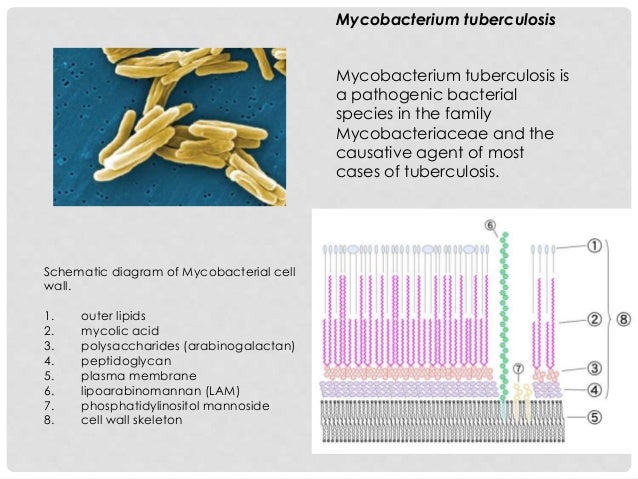 Pbl 2 –pod 1 : the morphology and structure of mycobacterium tubercul…