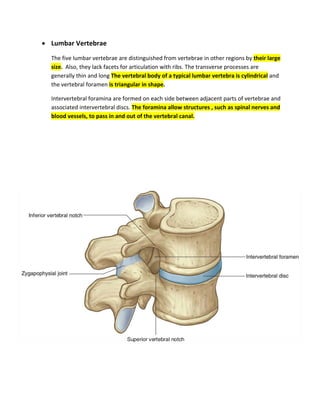 • Lumbar Vertebrae
The five lumbar vertebrae are distinguished from vertebrae in other regions by their large
size. Also, they lack facets for articulation with ribs. The transverse processes are
generally thin and long The vertebral body of a typical lumbar vertebra is cylindrical and
the vertebral foramen is triangular in shape.
Intervertebral foramina are formed on each side between adjacent parts of vertebrae and
associated intervertebral discs. The foramina allow structures , such as spinal nerves and
blood vessels, to pass in and out of the vertebral canal.
 