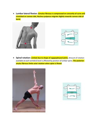 • Lumbar lateral flexion: Annulus fibrosus is compressed on concavity of curve and
stretched on convex side, Nucleus pulposus migrate slightly towards convex side of
bend.
• Spinal rotation: Limited due to shape of zygapophyseal joints, Amount of rotation
available at each vertebral level is affected by position of lumbar spine. The posterior
anulus fibrosus limits axial rotation when spine is flexed
 