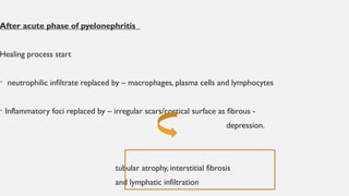 After acute phase of pyelonephritis
Healing process start
• neutrophilic infiltrate replaced by – macrophages, plasma cells and lymphocytes
• Inflammatory foci replaced by – irregular scars/cortical surface as fibrous -
depression.
tubular atrophy, interstitial fibrosis
and lymphatic infiltration
 