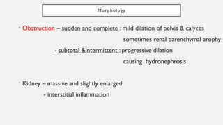 Morphology
• Obstruction – sudden and complete : mild dilation of pelvis & calyces
sometimes renal parenchymal arophy
- subtotal &intermittent : progressive dilation
causing hydronephrosis
• Kidney – massive and slightly enlarged
- interstitial inflammation
 