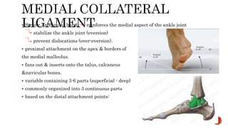 Anatomy of Ankle Joint | PPTX