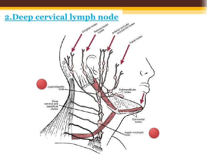 anatomy and management NHL