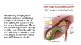Callot Triangle Border PBL cholelithiasis with choledocholithiasis.pptx