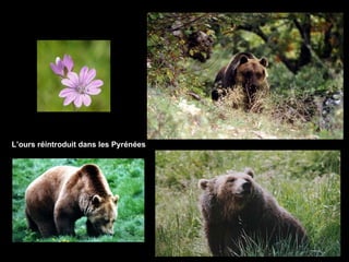 L’ours réintroduit dans les Pyrénées