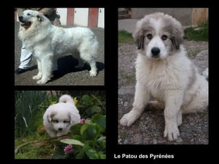 Le Patou des Pyrénées
