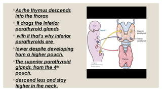 ◦ As the thymus descends
into the thorax
◦ it drags the inferior
parathyroid glands
◦ with it that’s why inferior
parathyroids are
◦ lower despite developing
from a higher pouch.
◦ The superior parathyroid
glands, from the 4th
pouch,
◦ descend less and stay
higher in the neck.
 