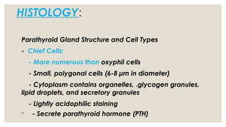 HISTOLOGY:
Parathyroid Gland Structure and Cell Types
- Chief Cells:
- More numerous than oxyphil cells
- Small, polygonal cells (6-8 µm in diameter)
- Cytoplasm contains organelles, ،glycogen granules,
lipid droplets, and secretory granules
- Lightly acidophilic staining
◦ - Secrete parathyroid hormone (PTH)
 