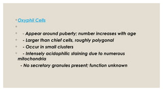 ◦ Oxyphil Cells
◦
◦ - Appear around puberty; number increases with age
◦ - Larger than chief cells, roughly polygonal
◦ - Occur in small clusters
◦ - Intensely acidophilic staining due to numerous
mitochondria
- No secretory granules present; function unknown
 