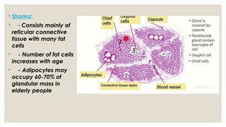 ◦ Stroma:
◦ - Consists mainly of
reticular connective
tissue with many fat
cells
◦ - Number of fat cells
increases with age
◦ - Adipocytes may
occupy 60-70% of
glandular mass in
elderly people
 