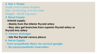 *
2. Size & Shape:
Small, oval or bean-shaped
Size: ~6 mm long, 3–4 mm wide
Weight: ~30–50 mg each
3. Blood Supply:
- Arterial supply:
- Mainly from the inferior thyroid artery
- May also get branches from superior thyroid artery or
thyroid ima artery
3- Venous drainage:
- Into the thyroid venous plexus
4. Nerve Supply:
- From sympathetic fibers via cervical ganglia
◦- No parasympathetic innervation
 