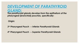 DEVELOPMENT OF PARATHYROID
GLAND:
The parathyroid glands develop from the epithelium of the
pharyngeal (branchial) pouches, specifically:
Origin:
3rd
Pharyngeal Pouch → Inferior Parathyroid Glands
4th
Pharyngeal Pouch → Superior Parathyroid Glands
 