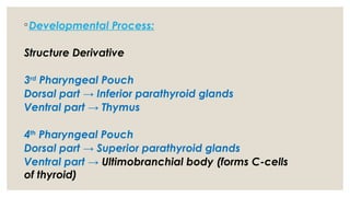 ◦Developmental Process:
Structure Derivative
3rd
Pharyngeal Pouch
Dorsal part → Inferior parathyroid glands
Ventral part → Thymus
4th
Pharyngeal Pouch
Dorsal part → Superior parathyroid glands
Ventral part → Ultimobranchial body (forms C-cells
of thyroid)
 
