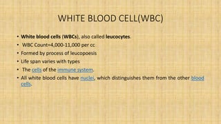 WHITE BLOOD CELL(WBC)
• White blood cells (WBCs), also called leucocytes.
• WBC Count=4,000-11,000 per cc
• Formed by process of leucopoesis
• Life span varies with types
• The cells of the immune system.
• All white blood cells have nuclei, which distinguishes them from the other blood
cells.
 