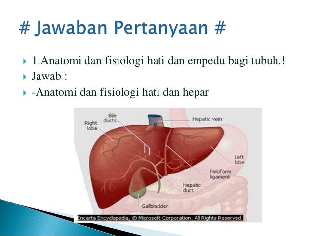 Unduh 530 Gambar Fisiologi Hati Paling Baru Gratis