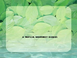 a tropical rainforest biomes 