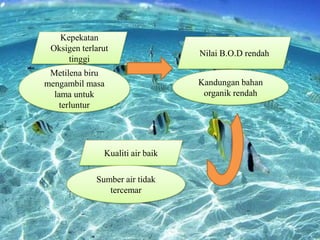 Kepekatan
Oksigen terlarut
tinggi
Metilena biru
mengambil masa
lama untuk
terluntur

Kualiti air baik
Sumber air tidak
tercemar

Nilai B.O.D rendah
Kandungan bahan
organik rendah

 
