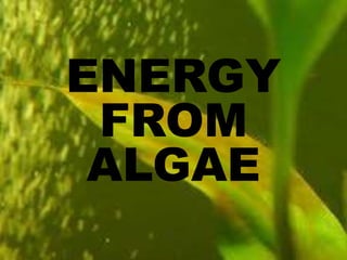 ENERGY
 FROM
 ALGAE
 