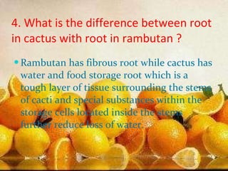 4. What is the difference between root in cactus with root in rambutan ? Rambutan has fibrous root while cactus has water and food storage root which is  a tough layer of tissue surrounding the stems of cacti and special substances within the storage cells located inside the stems further reduce loss of water .  