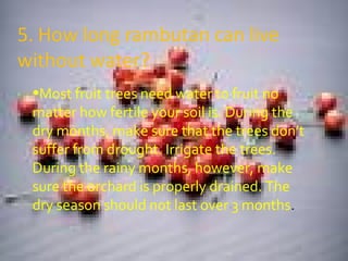 Most fruit trees need water to fruit no matter how fertile your soil is. During the dry months, make sure that the trees don’t suffer from drought. Irrigate the trees. During the rainy months, however, make sure the orchard is properly drained. The dry season should not last over 3 months . 