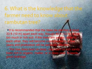 The tree does best on deep, clay-loam or rich sandy loam rich in organic  matter, or in deep peat. It needs good drainage. It is recommended that the trees be planted at least 33 ft (10 m) apart each way, though 40 ft (12 m) is not too much in rich soil. If the trees are set too close to each other, they will become overcrowded in a few years and production will be seriously affected. .  
