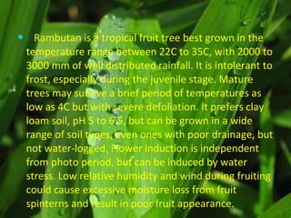 Rambutan is a tropical fruit tree best grown in the temperature range between 22C to 35C, with 2000 to 3000 mm of well distributed rainfall. It is intolerant to frost, especially during the juvenile stage. Mature trees may survive a brief period of temperatures as low as 4C but with severe defoliation. It prefers clay loam soil, pH 5 to 6.5, but can be grown in a wide range of soil types, even ones with poor drainage, but not water-logged. Flower induction is independent from photo period, but can be induced by water stress. Low relative humidity and wind during fruiting could cause excessive moisture loss from fruit spinterns and result in poor fruit appearance.  
