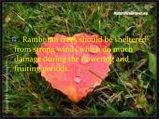 Rambutan trees should be sheltered from strong winds which do much damage during the flowering and fruiting periods. 