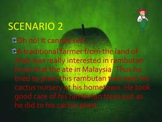 SCENARIO 2 Oh no! It cannot suit….. A traditional farmer from the land of Arab was really interested in rambutan  fruits that the ate in Malaysia. Thus he tried to plant this rambutan tree near his cactus nursery at his hometown. He took good care of his rambutan trees just as he did to his cactus plant.  