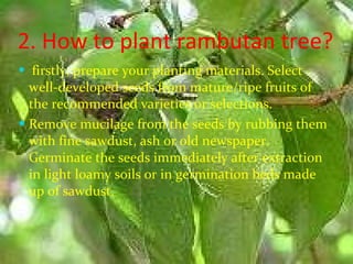 2. How to plant rambutan tree? firstly, prepare your planting materials. Select well-developed seeds from mature/ripe fruits of the recommended varieties or selections. Remove mucilage from the seeds by rubbing them with fine sawdust, ash or old newspaper. Germinate the seeds immediately after extraction in light loamy soils or in germination beds made up of sawdust. 